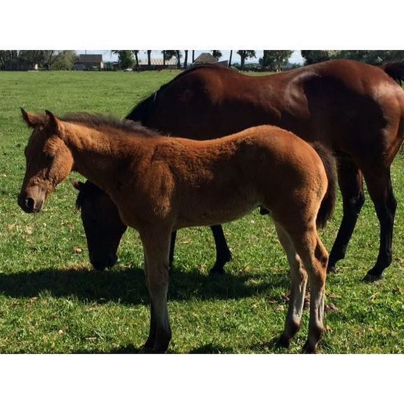 Meet your Posher, Tammy - Picture 1 of 1